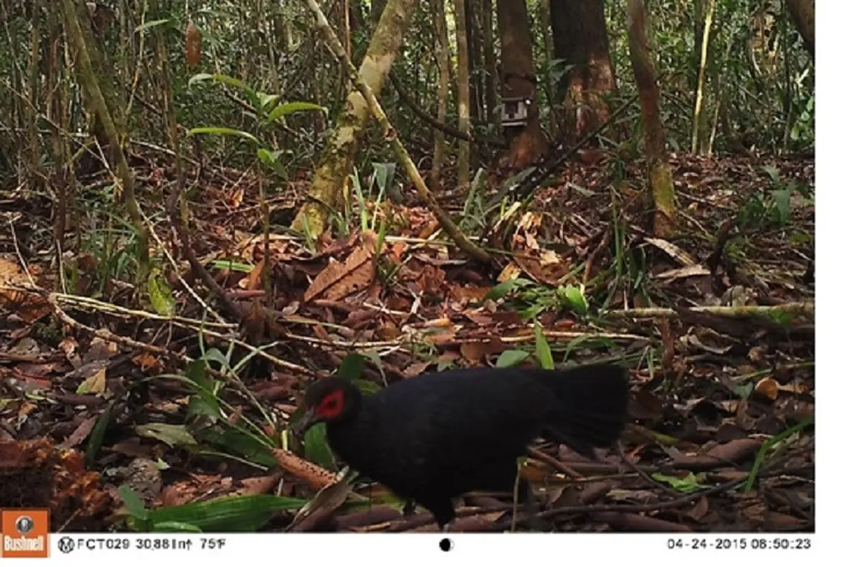 Burung Sempidan Merah
