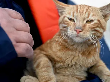 Seorang petugas penyelamat menggendong seekor kucing yang berhasil diselamatkan dari sebuah bangunan yang runtuh, 248 jam setelah gempa berkekuatan 7,8 magnitudo yang menghantam sebagian wilayah Turki dan Suriah, di Kahramanmaras, Turki, Kamis (16/2/2023). (OZAN KOSE/AFP)
