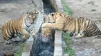Harimau Siberia terlihat dalam Taman Harimau Siberia Hengdaohezi di Kota Hailin, Provinsi Heilongjiang, China, Senin (27/7/2020). Saat ini, terdapat lebih dari 400 ekor harimau Siberia di taman tersebut. (Xinhua/Wang Jianwei)