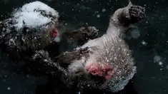 Monyet salju saat mandi di sumber air panas di Jigokudani Monkey Park, Prefektur Nagano, Jepang, Senin (18/1). Taman ini memiliki satu kolam air panas buatan manusia yang selalu dikerumuni monyet salju liar. (AFP PHOTO/Yasuyoshi CHIBA)