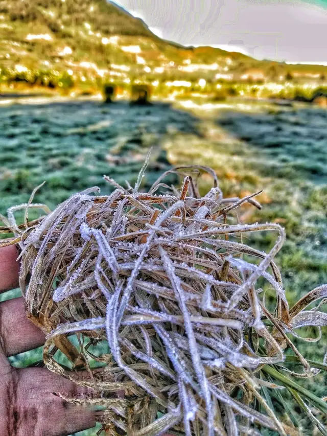 Embun es Dieng, Banjarnegara, Jawa Tengah. (Foto: Liputan6.com/Fortuna Dyah untuk Muhamad Ridlo)