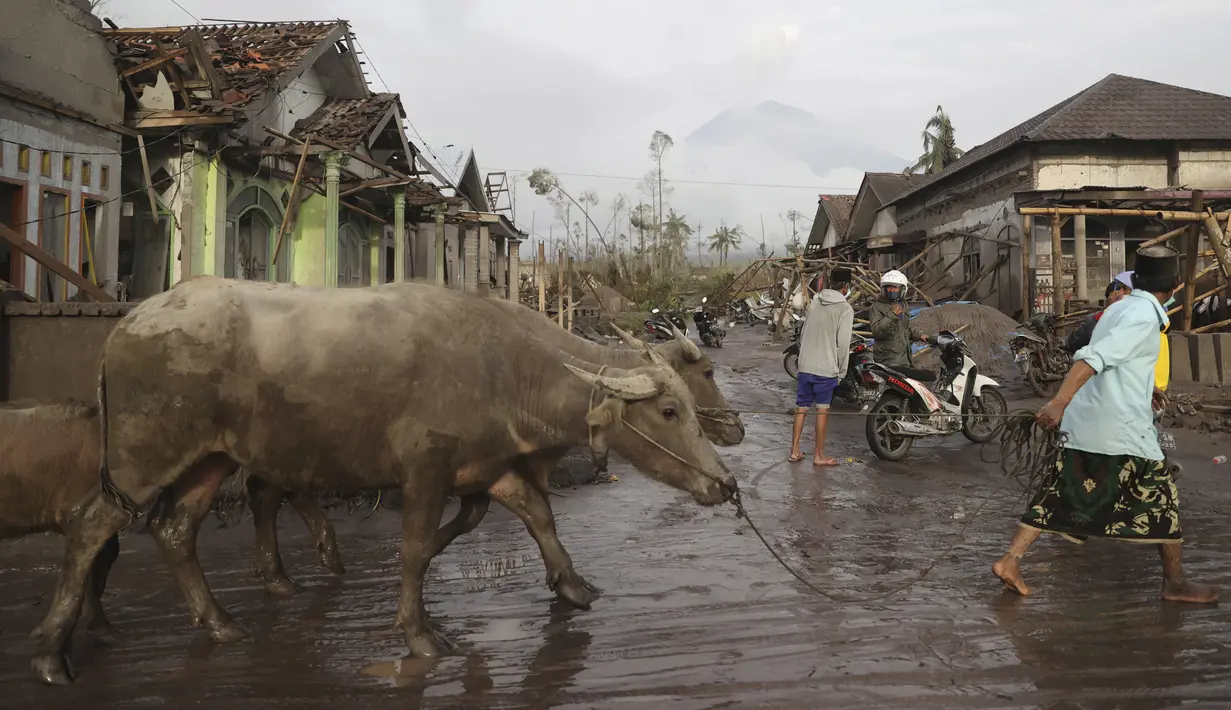 Seorang pria mengevakuasi kerbaunya melewati rumah-rumah yang tertutup abu vulkanik pascaerupsi Gunung Semeru di Lumajang, Jawa Timur, 5 Desember 2021. Erupsi Gunung Semeru berdampak pada perkebunan, pertanian, peternakan, perdagangan, pertambangan serta pariwisata. (AP Photo/Trisnadi)
