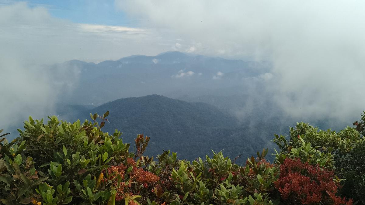6 Fakta Menarik Gunung Rajah di Pahang Malaysia yang Punya 2 Rute Pendakian