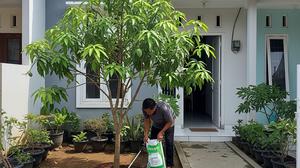 Cara Menanam Mangga dari Biji agar Bibit Tumbuh Tegak, Panduan Berkebun di Rumah