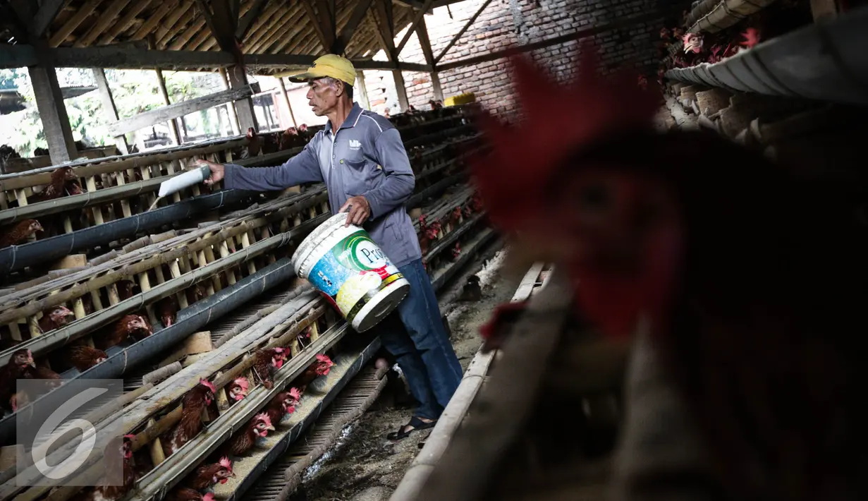 Pekerja memberi pakan di kandang ternak ayam telur di Cibeber, Cianjur, Jawa Barat, Rabu (30/11). Peternakan ayam tersebut memproduksi telur ayam mencapai satu ton telur per hari dari 20 ribu ekor ayam. (Liputan6.com/Faizal Fanani)