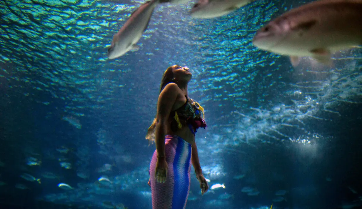 Mahasiswi biologi laut Brasil Isabela Cardoso (21) berenang seperti putri duyung di Rio de Janeiro Aquarium, Brasil (14/1). Aksi Isabela tersebut untuk memprotes bahaya pencemaran laut dalam kehidupan laut di Rio de Janeiro. (AFP Photo/Mauro Pimentel)
