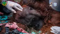 Orang Utan Sampurna Lemas Dikepung Kebakaran Hutan