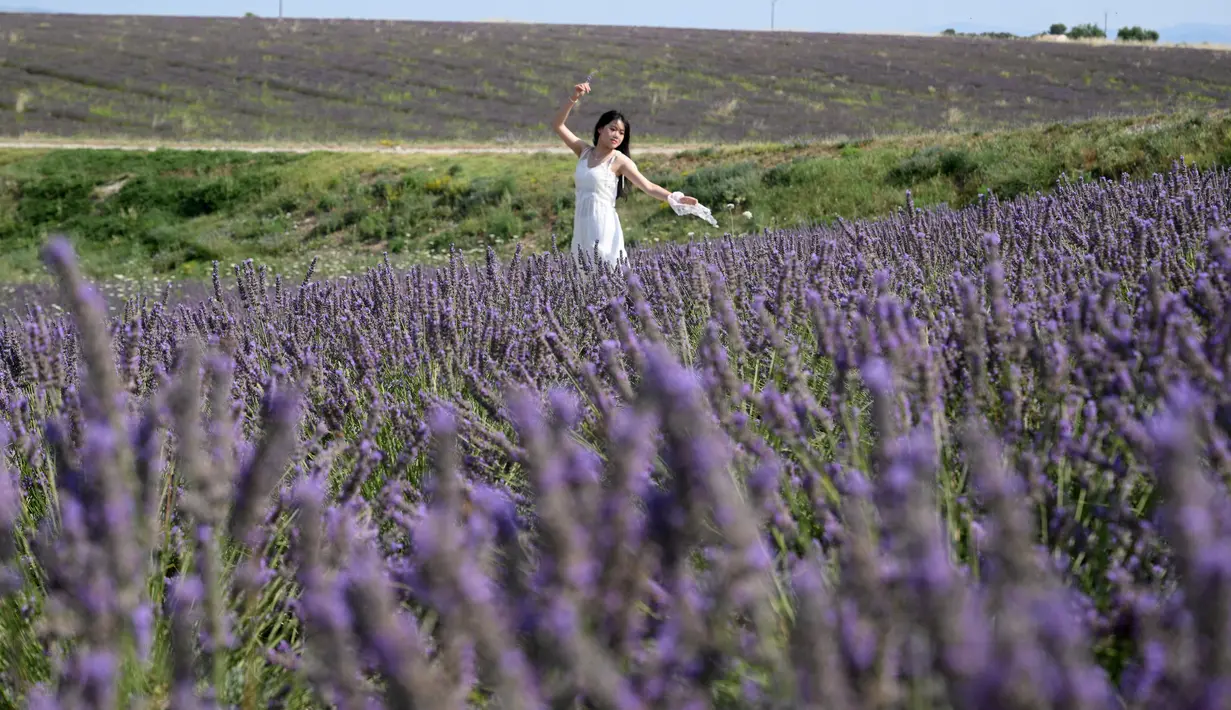 Seorang wisatawan saat berpose di ladang lavender dekat Valensole, Prancis tenggara, pada 21 Juli 2023. (Nicolas TUCAT / AFP)