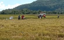 Panen Raya di 10 Provinsi, Mentan Amran Pastikan Pasokan Beras Nasional Sangat Aman dan Terkendali