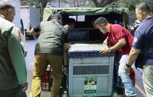 Lebih dari Satu Dekade Hidup Ilegal, Mungky dan Dodo Kini Menuju Pulau Suaka: Upaya Konservasi Orangutan IKN Berlanjut