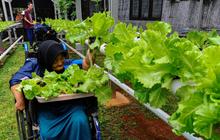 FOTO: Semangat Penyandang Difabel Panen dan Jual Sayuran Hasil Kebun Hidroponik