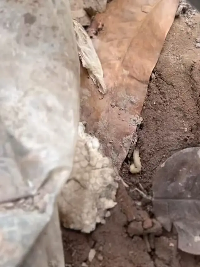 Potret belatung di Bantargebang (Sumber: Instagram/@nirinazubir_)