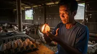 Ciri Ciri Telur yang Bisa Ditetaskan, Teknik Mudah Peternak Ayam Pemula