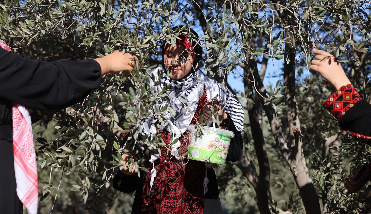 Relawan Palestina membantu petani memanen buah zaitun selama musim panen di sebuah ladang di lingkungan Shijaiyah dekat perbatasan dengan Israel, timur Kota Gaza (7/10/2021). (AFP/Mohammed Abed)