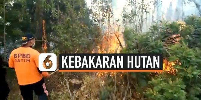 VIDEO: Hutan Gunung Semeru Kembali Terbakar