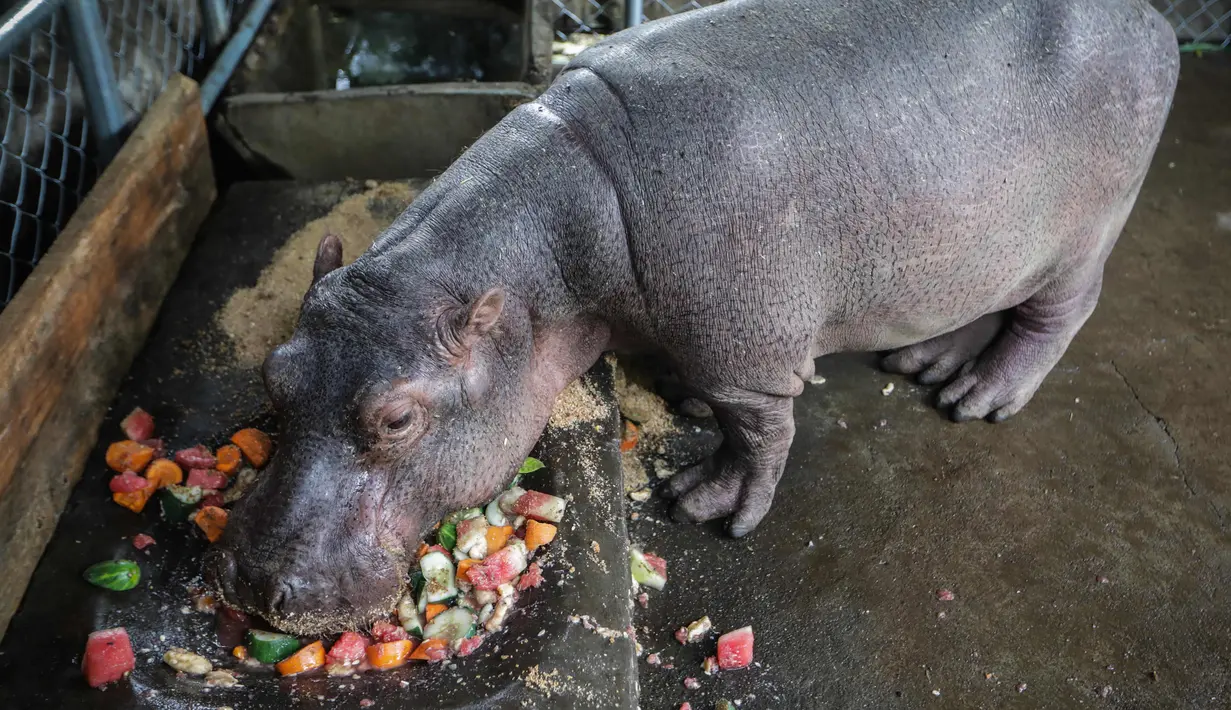 Fatima, seekor bayi kuda nil berumur dua setengah tahun memakan buah di sebuah kolam di Kebun Binatang Masaya, Nikaragua (6/9/2019). Kebun Binatang Nasional Nikaragua adalah rumah bagi setidaknya 900 hewan dari berbagai spesies. (AFP Photo/Inti Ocon)