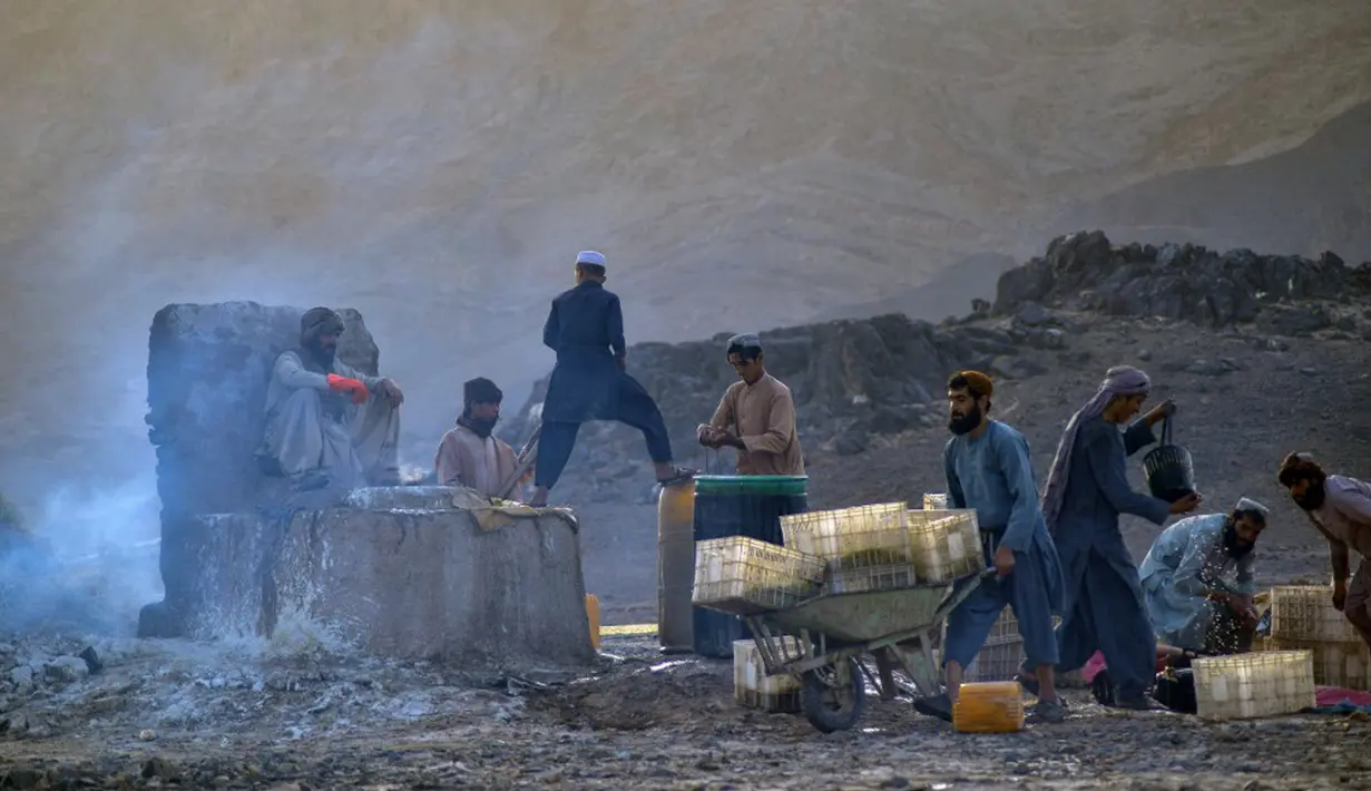 Petani bekerja di perkebunan anggur saat membuat kismis di Kandahar, Afghanistan, 6 September 2021. (JAVED TANVEER/AFP)