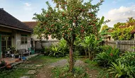 7 Pohon Buah yang Paling Menantang Jika Ditanam di Halaman, Strategi Perawatan Dibutuhkan