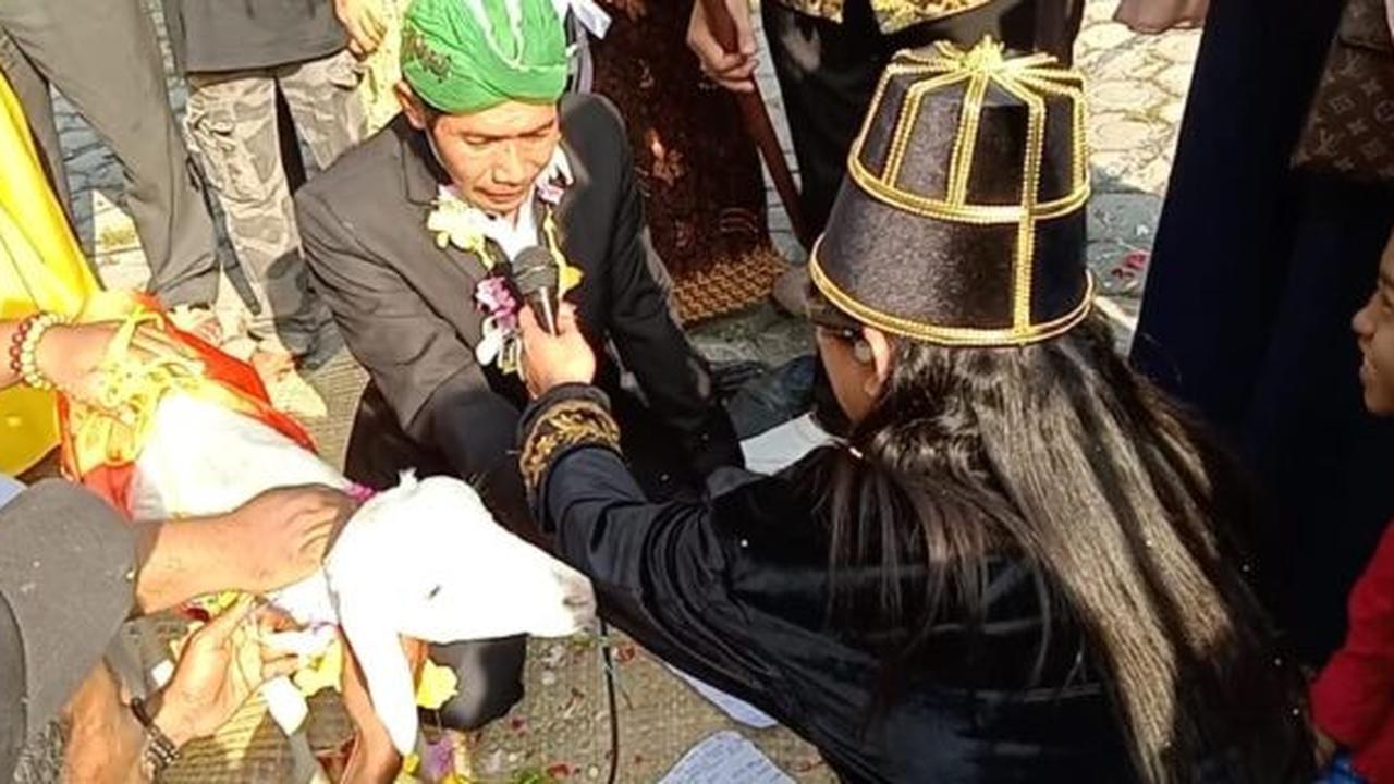 Proses pernikahan pria gresik dengan kambing betina (Liputan6.com/Istimewa)