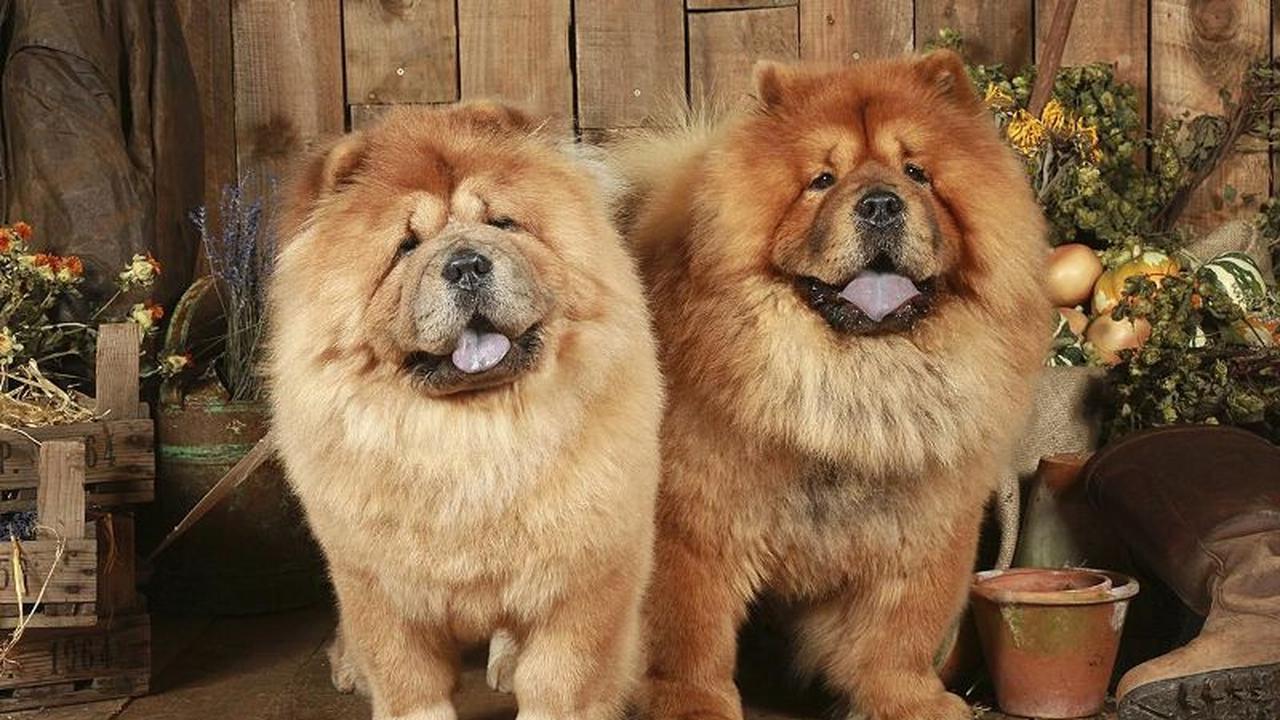 Tak Hanya Lucu, 6 Jenis Anjing Ini Harganya Selangit