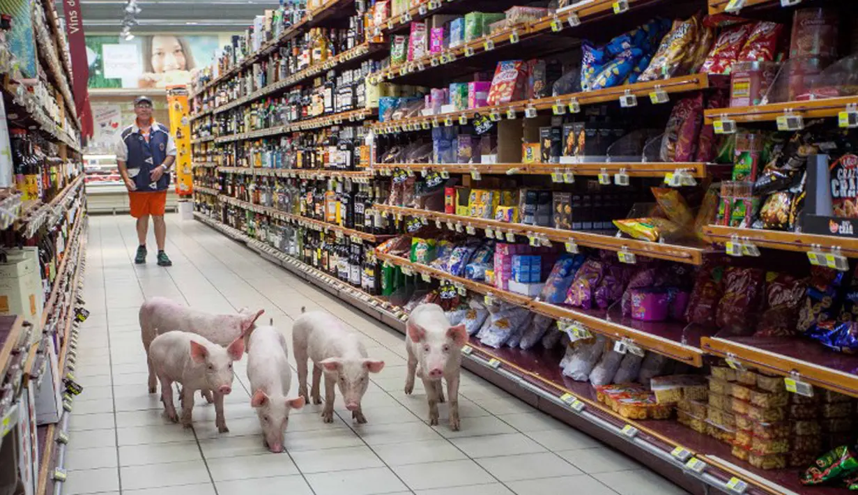 Anak babi berjalan menyusuri lorong supermarket Casino di Sarlat, Perancis barat daya, setelah para petani melepaskannya sebagai bentuk demo di supermarket tersebut, Kamis (20/8/2015). (AFP PHOTO/Yohan Bonnet)