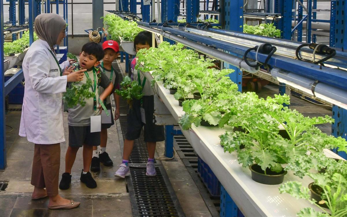 FOTO: Belajar Hidroponik di Kebun Vertikal Tertinggi di Indonesia