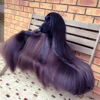 Anjing Afghan Hound, Mewah dan Eksotis | foto : istimewa