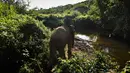 Seorang pawang membawa gajah jantan Sumatra ke sungai untuk mandi di dekat Unit Respons Konservasi Alue Kuyun di Meulaboh, Aceh pada 27 Juli 2019.  Gajah Sumatra termasuk salah satu spesies yang terancam punah dan diperkirakan hanya tersisa sekitar 500 ekor di Aceh. (CHAIDEER MAHYUDDIN/AFP)