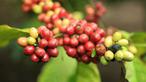 Ratusan hektare tanaman kopi robusta di lereng Gunung Semeru atau kolesem memasuki panen raya. (Liputan6.com/Dian Kurniawan)