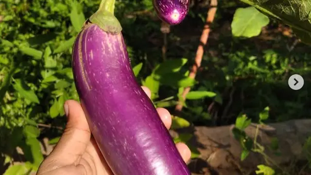 Terong / Instagram @misbjannah