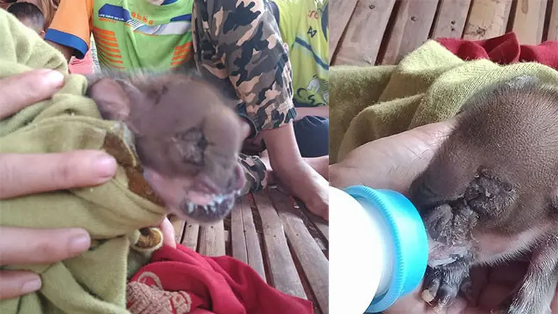 Terlahir Dengan Kondisi Langka, Babi Berkepala Gajah Gegerkan Warga Thailand