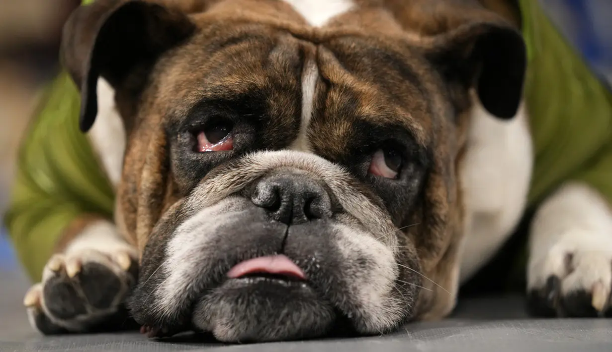 <p>Melalui kontes ini, mereka berusaha mengubah pandangan dunia bahwa seekor anjing bulldog ternyata dapat tampil 'secantik' anjing jenis lainnya. (AP Photo/Charlie Neibergall)</p>