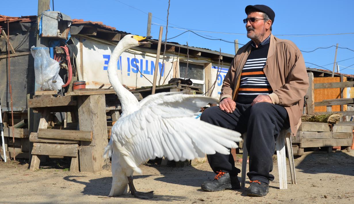 Recep Mirzan (63) berbagi momen dengan Garip, seekor angsa betina yang diselamatkan 37 tahun lalu, di rumah pertaniannya di luar Karaagac, di provinsi Edirne, bagian barat Turki, 6 Februari 2021. Sejak saat itu, Garip mengikuti Mirzan ke manapun duda tersebut pergi. (AP Photo/Ergin Yildiz)