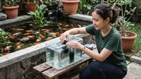 Cara Membuat Tempat Karantina Ikan Koki Anakan, Rahasia Burayak Sehat Siap Kontes