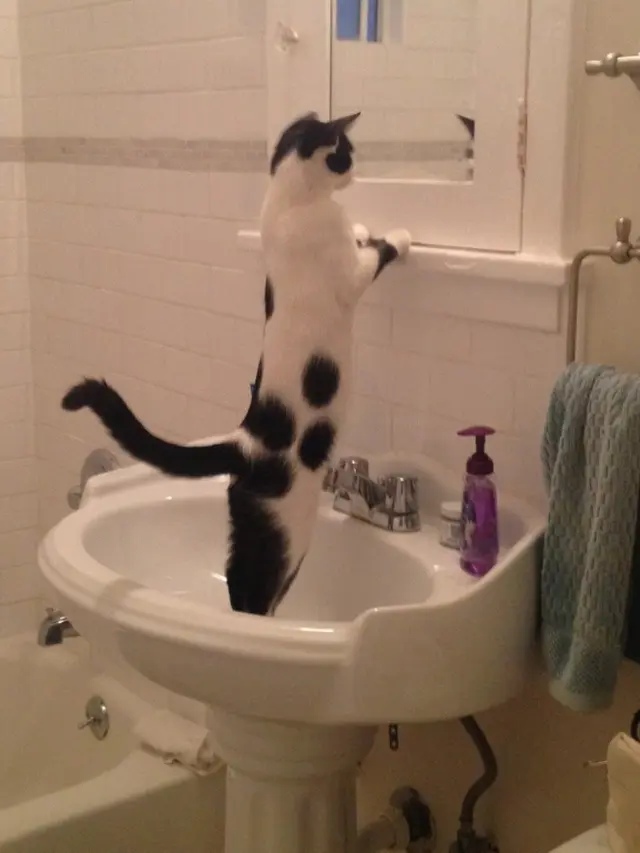 8 Tingkah Nyeleneh Kucing yang Bikin Geleng-Geleng Kepala