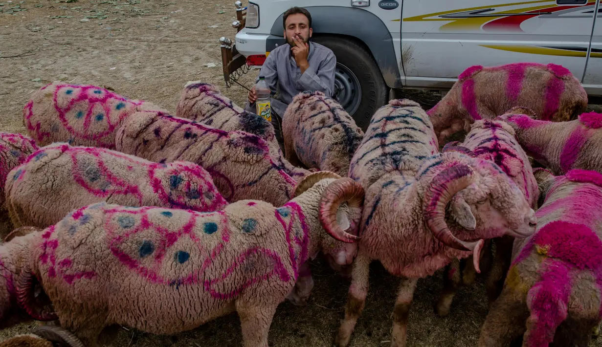 Pedagang hewan kurban muslim Kashmir menunggu pembeli di pasar menjelang Idul Adha di Srinagar, Kashmir (30/8). Hewan kurban untuk Idul Adha di Kashmir diberi warna untuk menarik para pembeli. (AP Photo/Dar Yasin)