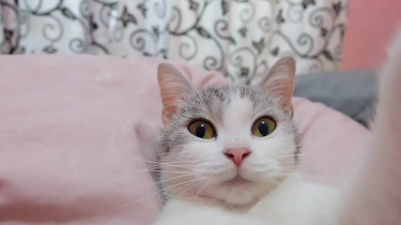 Editor Says: Kucing Kampung Juga Pantas Disayang