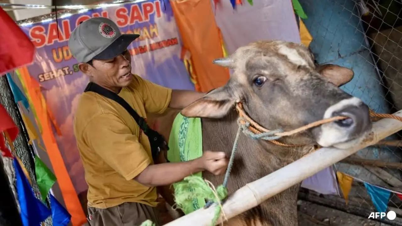 Sumarwan sedang memijat sapi menjelang Hari Raya Idul Adha pada 12 Juni 2024
