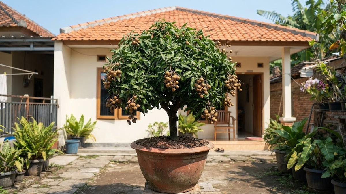 7 Cara Membuat Pohon Kelengkeng Tetap Pendek Tetapi Cepat Berbuah