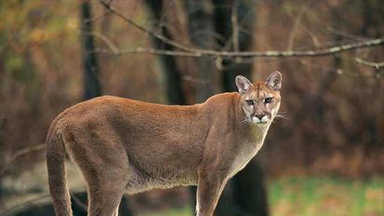 Super, Pria Ini Bunuh Singa Gunung yang Menyerangnya dengan Tangan Kosong