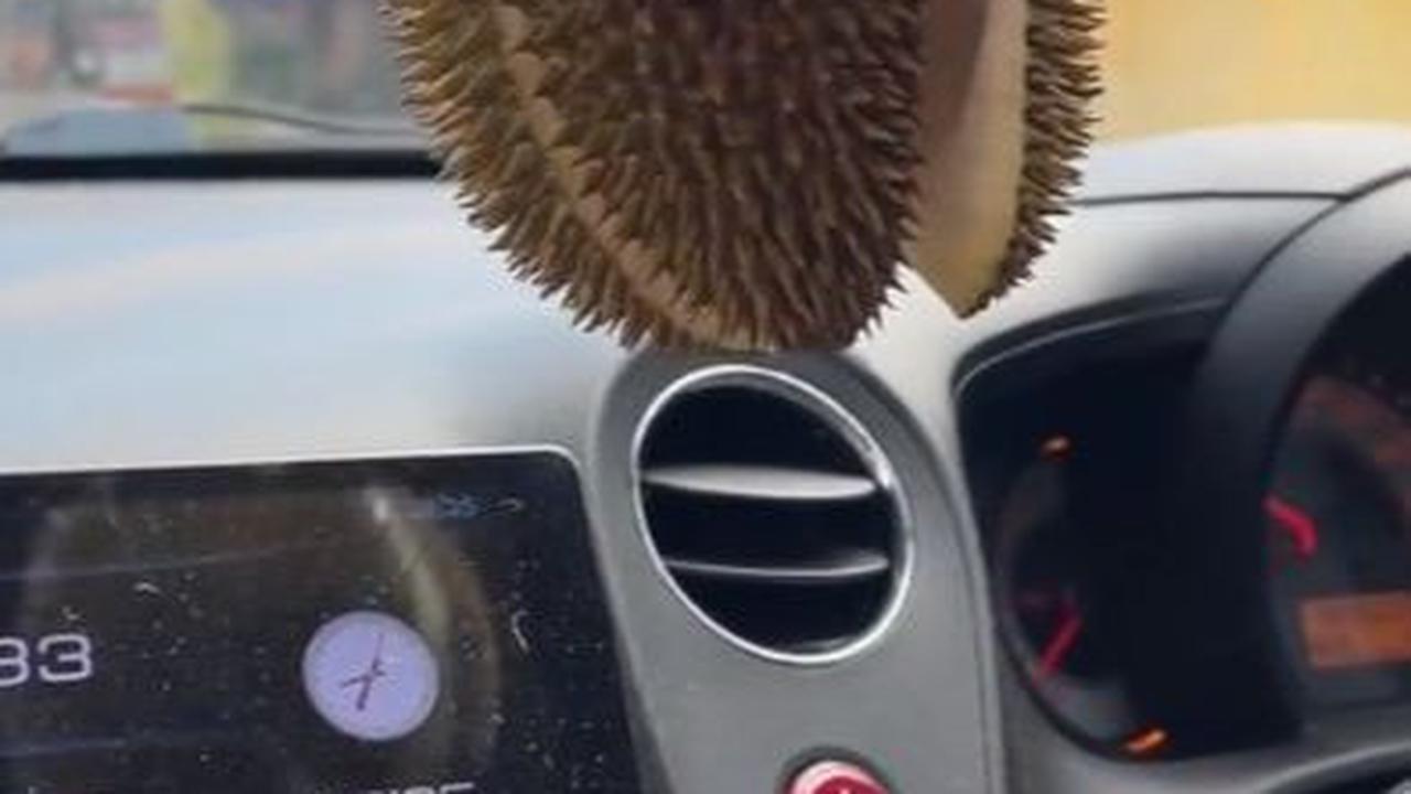 Viral Pengendara Gantung Durian Terbuka Buat Pengharum Mobil, Warganet: Belum Naik Udah Pingsan Duluan