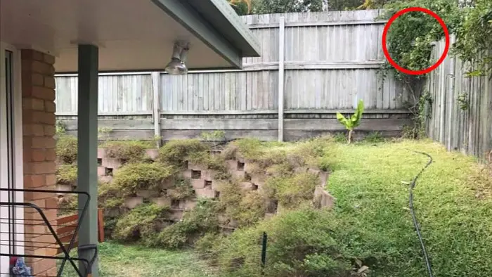 Seekor ular bersembunyi di halaman belakang sebuah rumah di Australia. (Facebook/Sunshine Coast Snake Catchers) 