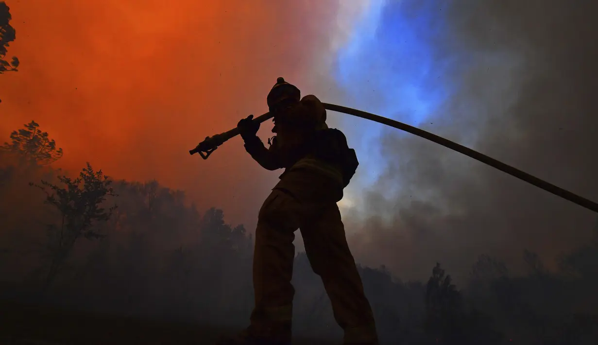 Seorang petugas pemadam kebakaran menarik selang sambil melindungi rumah di sepanjang Crystal Springs Road saat memerangi Glass Fire di St. Helena, California pada 27 September 2020. (Jose Carlos Fajardo / Bay Area News Group via AP)