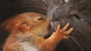 Seekor kucing bernama Pusha mengadopsi empat bayi tupai dan tinggal bersama di taman miniatur lokal di Bakhchisaray, Krimea pada 25 April 2019. Warga memberikan susu kambing untuk bayi tupai karena sang kucing tidak bisa menghasilkan susu bagi hewan yatim tersebut. (REUTERS/Alexey Pavlishak)