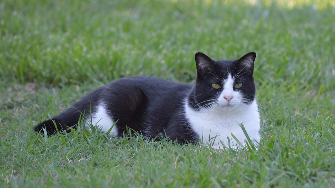 Mitos Dicakar Kucing yang Sering Dipercaya, Pertanda Musibah