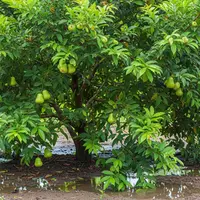 Ilustrasi Pohon Buah yang Tahan Genangan Air/Foto: AI Generated