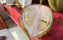 Mencicipi Si Kasmin Durian Premium Asli Pasuruan, Beratnya Capai 5 Kilogram dan Rasanya Sangat Manis