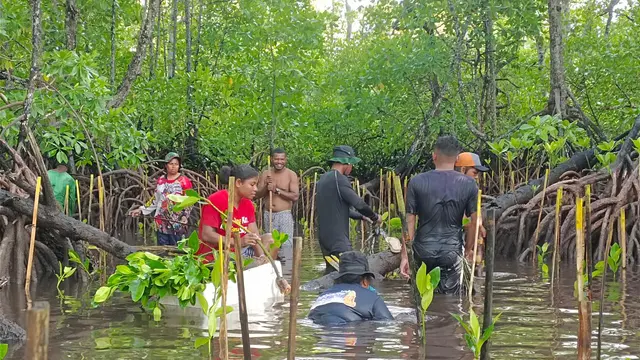 Penanaman Mangrove
