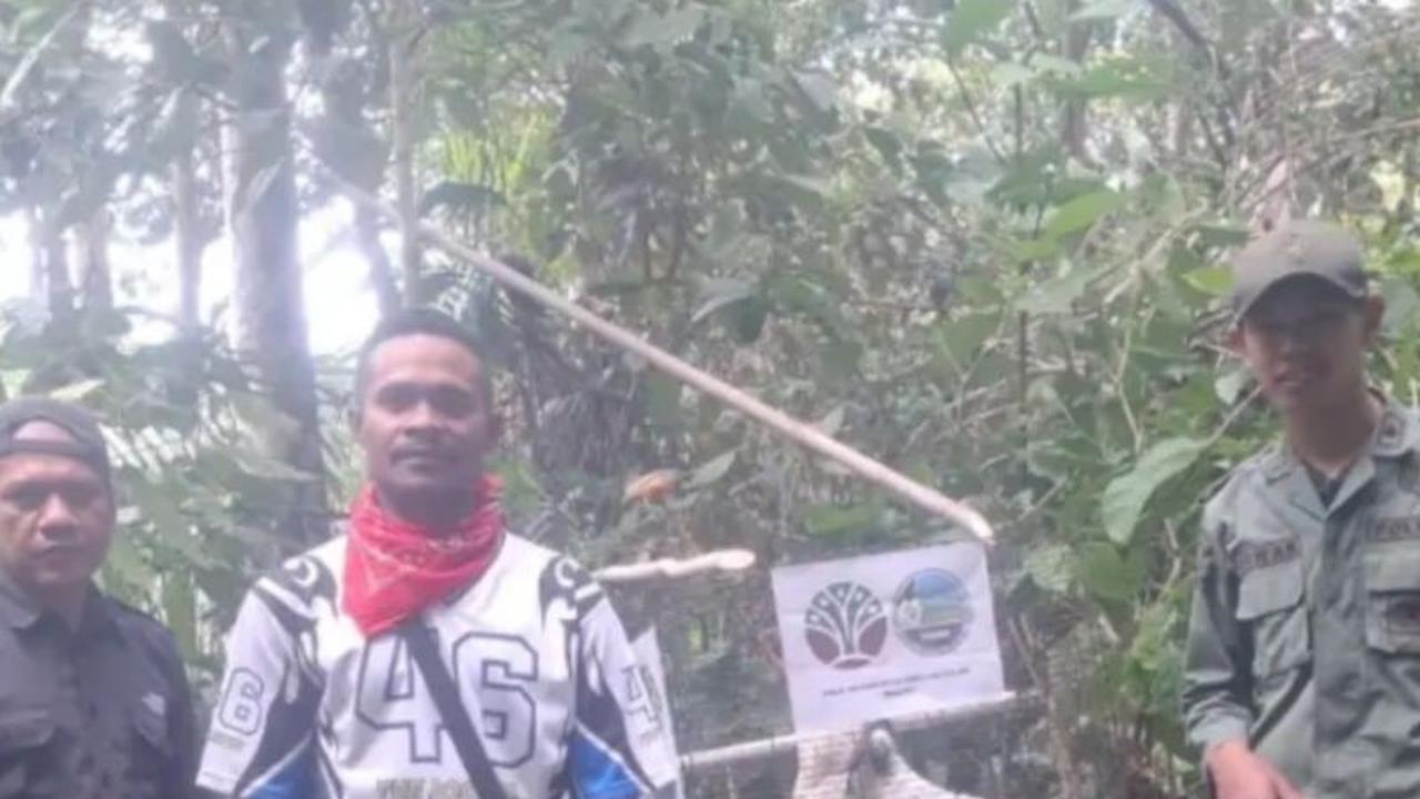 BKSDA Maluku Sukses Lakukan Pelepasliaran Kakaktua Koki di Hutan Adat Karangguli