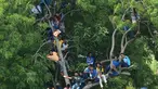 Suporter kriket Sri Lanka menonton pertandingan kriket One Day International (ODI) pertama antara Sri Lanka dan India dari atas sebuah pohon di Stadion Kriket Internasional Rangiri Dambulla di Dambulla (20/8). (AFP Photo/Lakruwan Wanniarachchi)